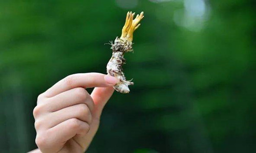 蝉花子实体食品代加工厂家