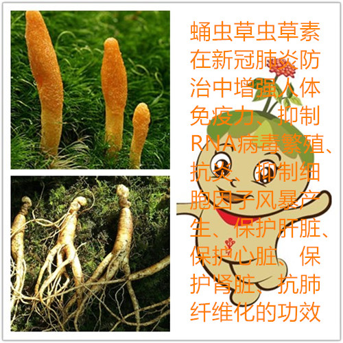 人参蛹虫草片压片糖果的功效,压片糖果的作用