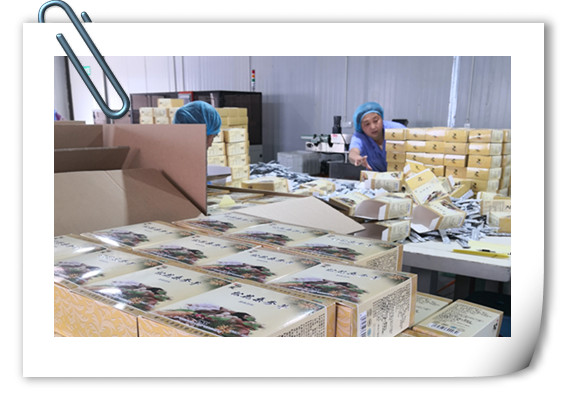 增强免疫力产品片剂代加工山东代工厂德州健之源生物公司，哪里有专业压片糖果代加工厂家