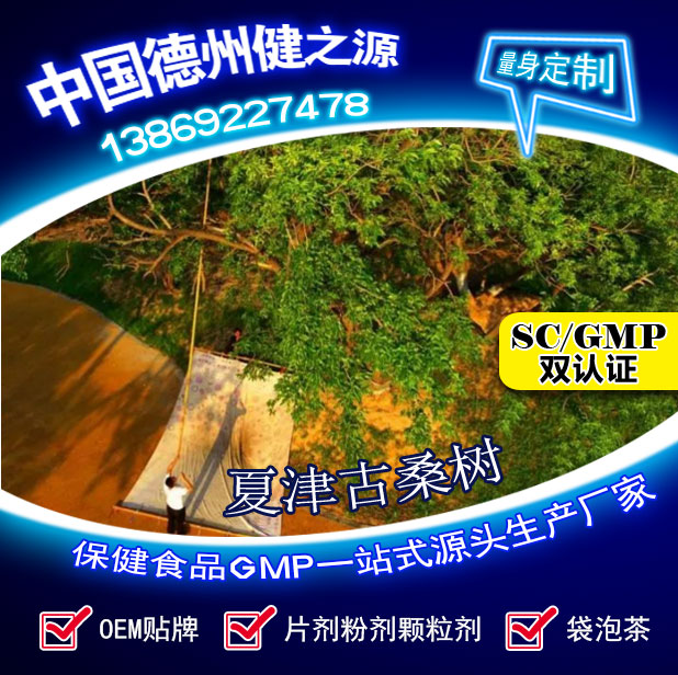 故道桑业 桑叶养生茶 德州健之源